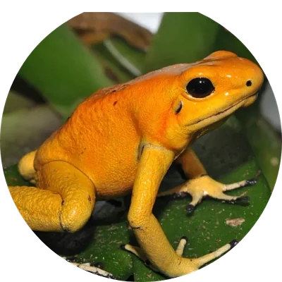 ranadardo